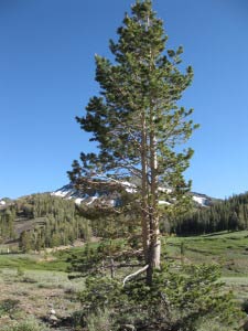 Sonora Pass, Kalifornien