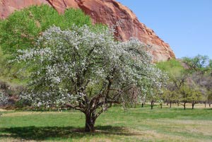 Fruita, Capitol Reef, Utah