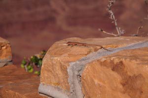 Lizard, Dead Horse Point State Park, Utah