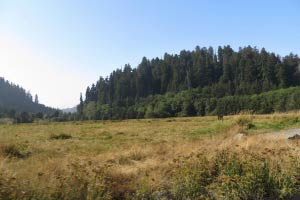 Redwood NP, Kalifornien