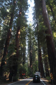 Richardson Grova State Park, Highway 101 South, Kalifornien