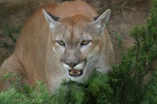 Berglwe (Mountain lion)