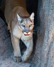 Berglowe Mountain lion puma concolor