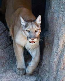 Berglwe (Mountain lion)