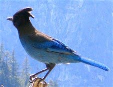 Diademhher (stellers jay)