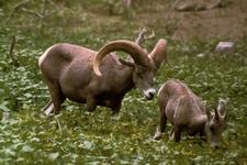 Dickhornschaf (Bighorn sheep)