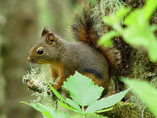 Douglas-Hrnchen - Douglas squirrel - Tamiasciurus douglasii