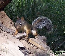 Douglas-Hrnchen - Douglas squirrel - Tamiasciurus douglasii