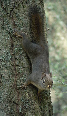 Douglas-Hrnchen - Douglas squirrel - Tamiasciurus douglasii