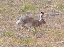 Echter Hase(Hare, Jackrabbit)