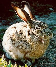 Eselhase (Black-tailed jackrabbit)