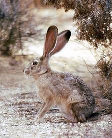 Eselhase (Black-tailed jackrabbit)