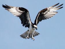 Fischadler (Osprey)