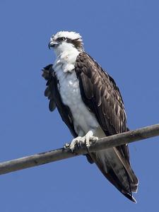 Fischadler (Osprey)