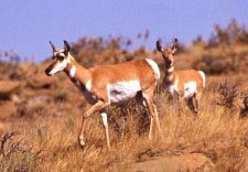 Gabelbock (pronghorn)