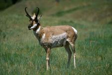 Gabelbock (pronghorn)