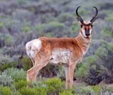 Gabelbock (pronghorn)