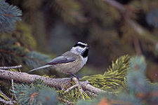 Gambelmeise - Mountain chickadee - Poecile gambeli