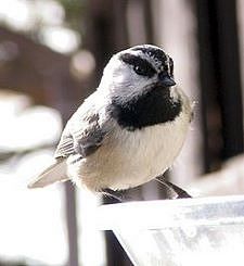 Gambelmeise - Mountain chickadee - Poecile gambeli