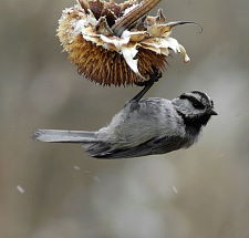 Gambelmeise - Mountain chickadee - Poecile gambeli