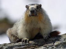 Gelbbauchmurmeltier (yellow-bellied marmot)