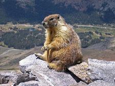 Gelbbauchmurmeltier (yellow-bellied marmot)