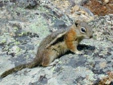 Goldmantelziesel (golden-mantled ground squirrel)