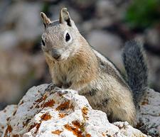 Goldmantelziesel (golden-mantled ground squirrel)