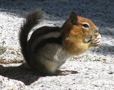 Goldmantelziesel (golden-mantled ground squirrel)