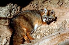 Graufuchs (gray fox)