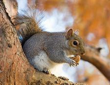 Grauhoernchen (Eastern gray squirrel)