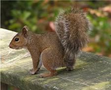 Grauhoernchen (Eastern gray squirrel)