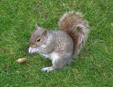 Grauhoernchen (Eastern gray squirrel)