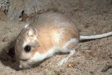 Kngururatte (Kangaroo rat)