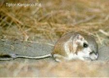 Kngururatte (Kangaroo rat)