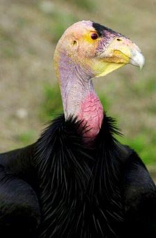 Kalifornischer Kondor (california condor)