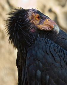 Kalifornischer Kondor (california condor)