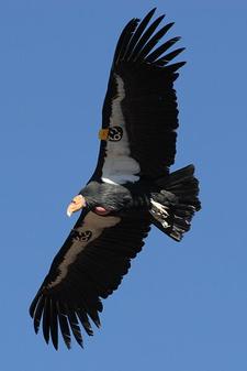 Kalifornischer Kondor (california condor)