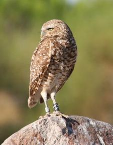 Kaninchenkauz (Burrowing owl)