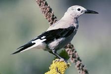 Kiefernhher (clarks nutcracker)