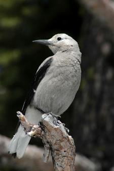 Kiefernhher (clarks nutcracker)