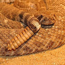Klapperschlange (Rattlesnake)
