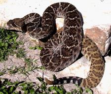 Klapperschlange (Rattlesnake)