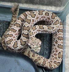 Klapperschlange (Rattlesnake)