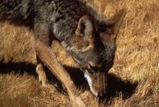 Kojote (Coyote)