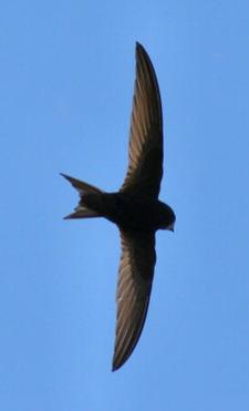 Mauersegler (common swift)