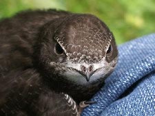 Mauersegler (common swift)