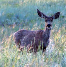 Maultierhirsch (mule deer)