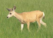 Maultierhirsch (mule deer)