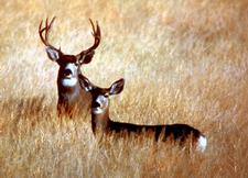 Maultierhirsch (mule deer)